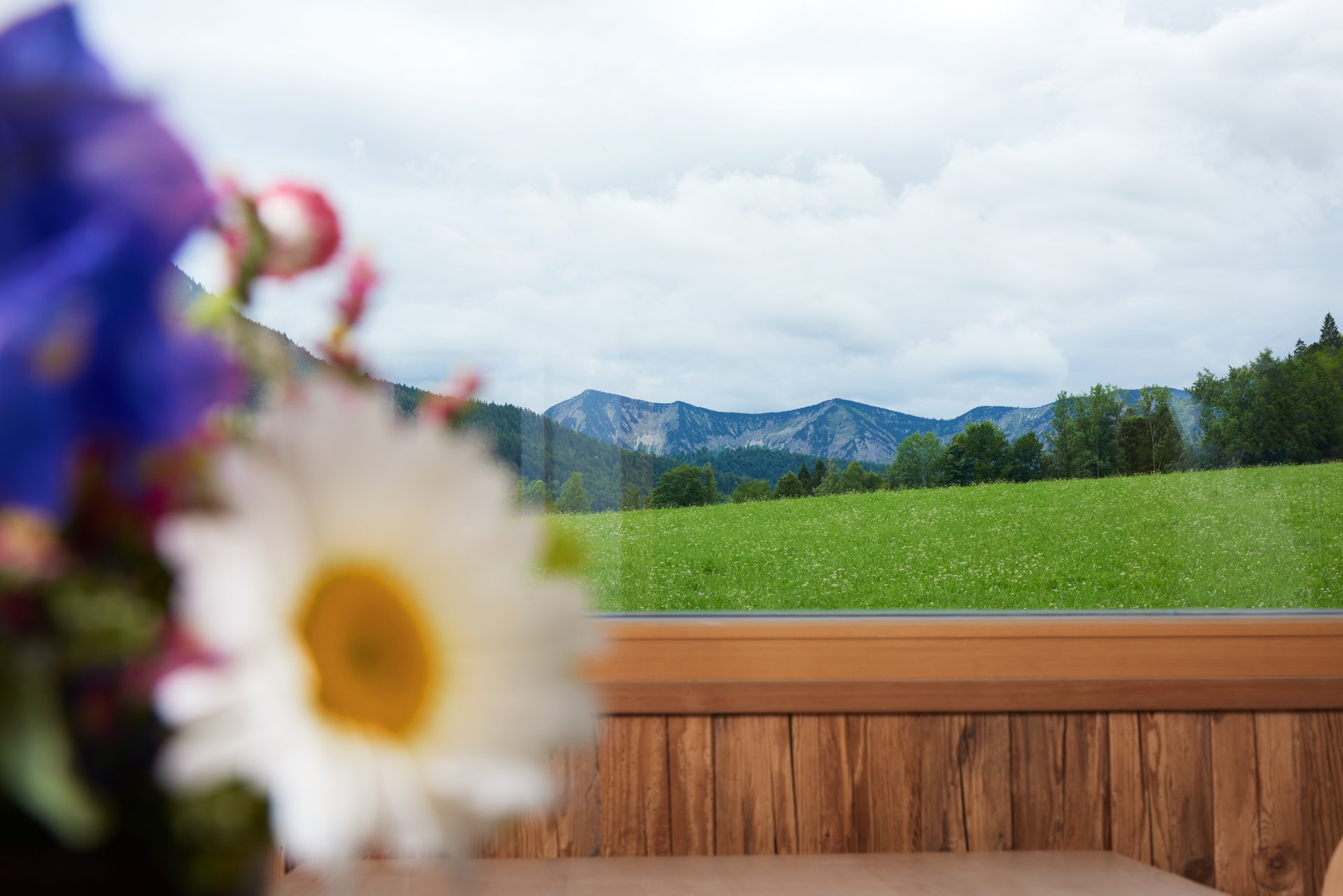 Fensterausblick mit Blumen
